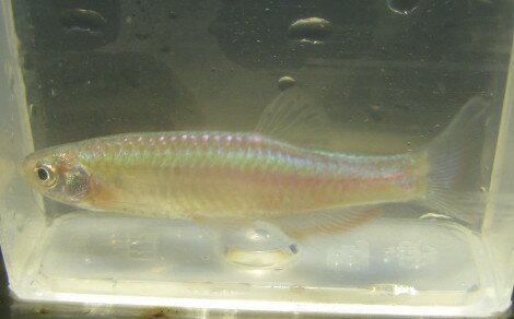 Danio arc-en-ciel Danio albolineatus