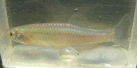 Danio arc-en-ciel Danio albolineatus