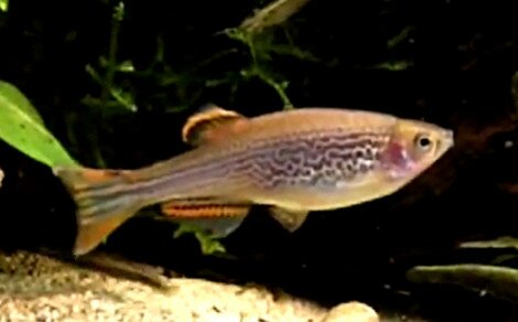 Danio kyathit