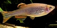 Danio kyathit