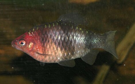 Barbus nigro Puntius nigrofasciatus