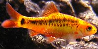Barbus doré Puntius schuberti