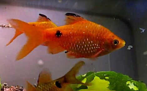 Barbus rosé Puntius conchonius