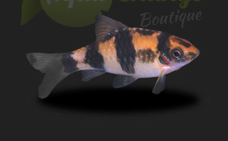 Barbus panda Haludaria melanampyx