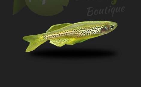 Danio léopard Danio frankei