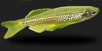 Danio léopard Danio frankei
