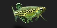 Danio tinwini