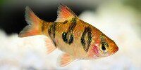 Desmopuntius rhomboocellatus