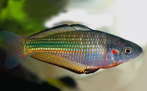 Melanotaenia fluviatilis