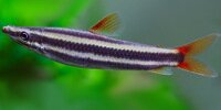 Anostomus anostomus