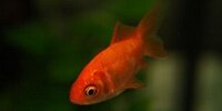 Poisson rouge / japonais Carassius auratus