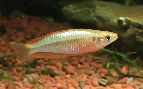 Melanotaenia gracilis