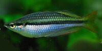 Melanotaenia nigrans