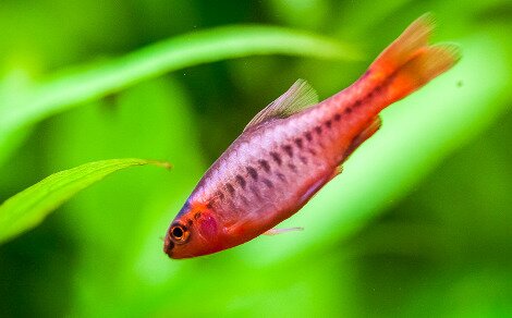 Barbus cerise Puntius titteya