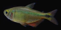 Tétra de Buenos Aires Hyphessobrycon anisitsi
