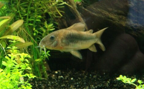 Corydoras aeneus