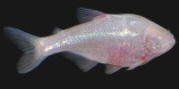 Tétra aveugle Astyanax mexicanus