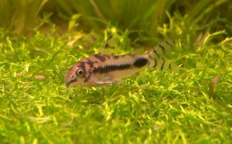 Corydoras habrosus