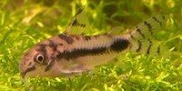 Corydoras habrosus