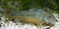 Corydoras paleatus