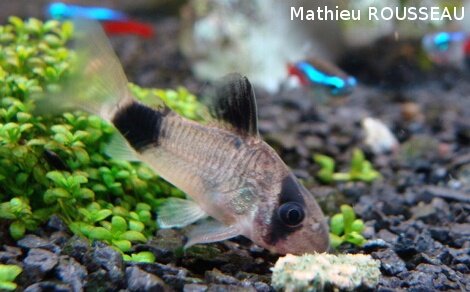 Corydoras panda