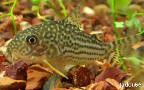 Corydoras sterbai