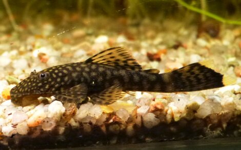 Ancistrus Dolichopterus