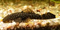 Ancistrus Dolichopterus