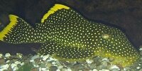 Baryancistrus xanthellus
