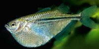 Poisson-hachette argenté Gasteropelecus sternicla