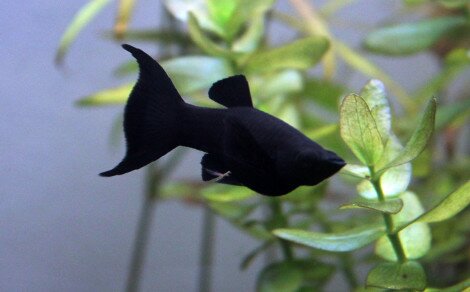 Molly Poecilia sphenops