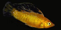 Molly voile Poecilia velifera