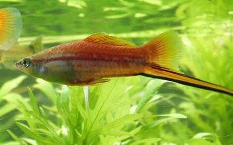 Xipho Xiphophorus hellerii