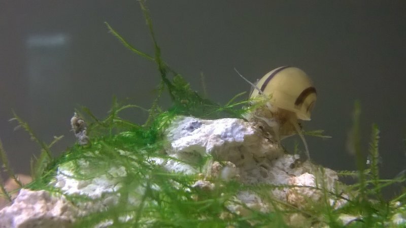 L'escargot d'aquarium Asolene spixi