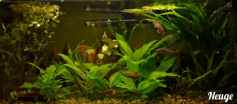 L'aquarium du betta smaragdina