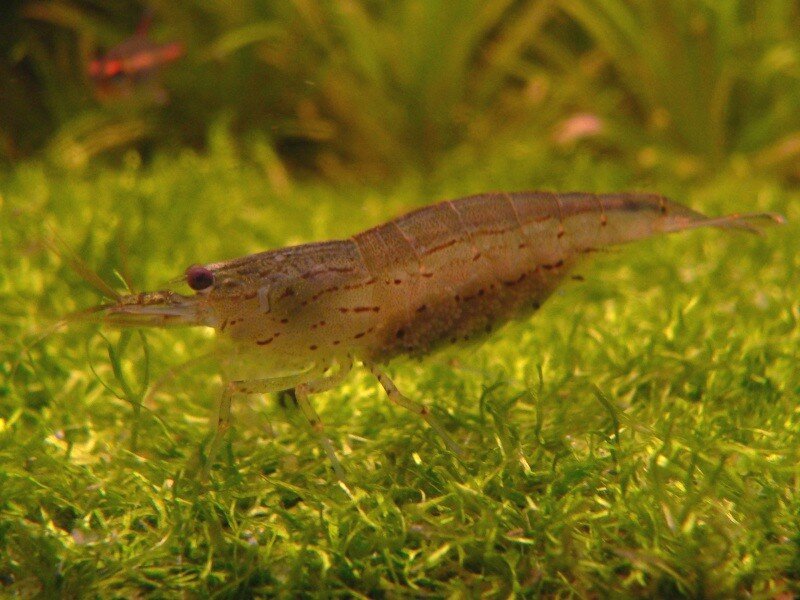 Caridina multidentata grainée
