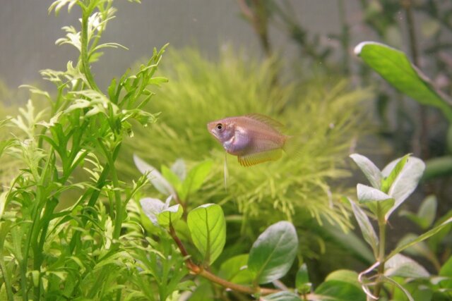Alevin de Trichogaster Chuna