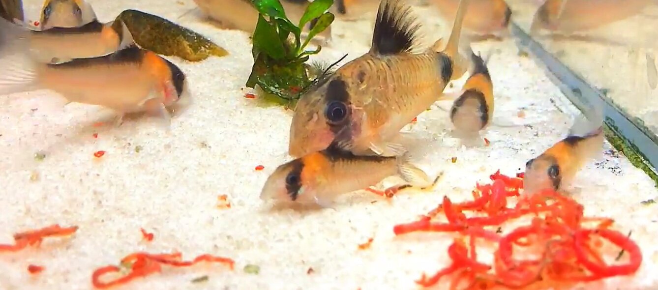 Nourriture du Corydoras Panda pour la reproduction