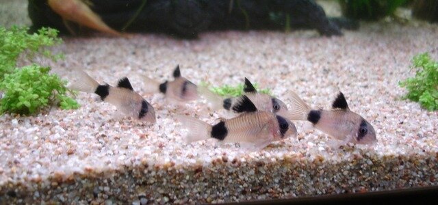 Banc de Corydoras Panda