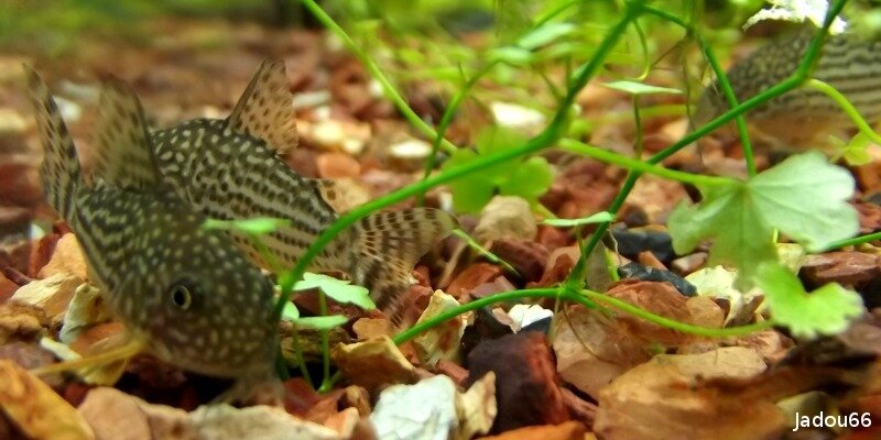 Banc de Corydoras sterbai
