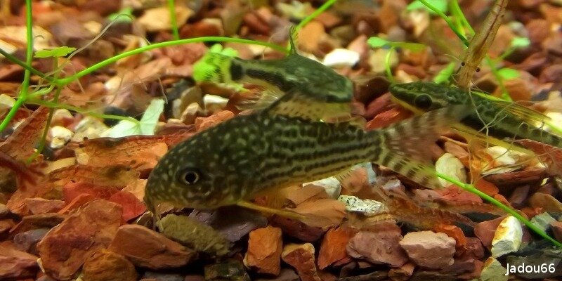 Cohabitation avec le Corydoras sterbai