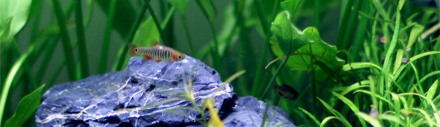 Mâle Danio erythromicron