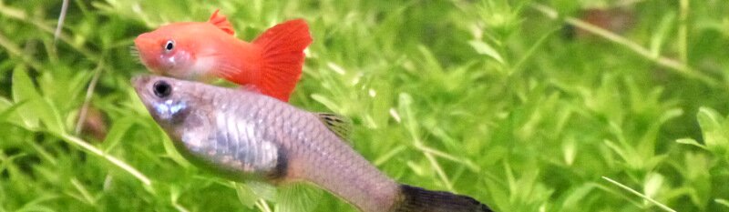 Harem de Guppy