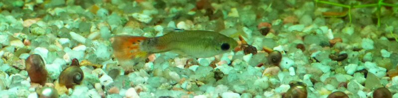 Guppy tordue