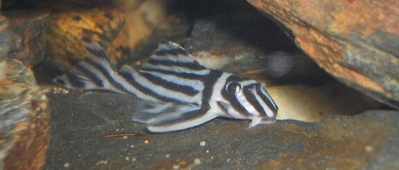 Femelle Hypancistrus zebra