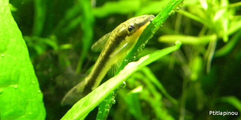 Macrotocinclus affinis mangeur d'algues