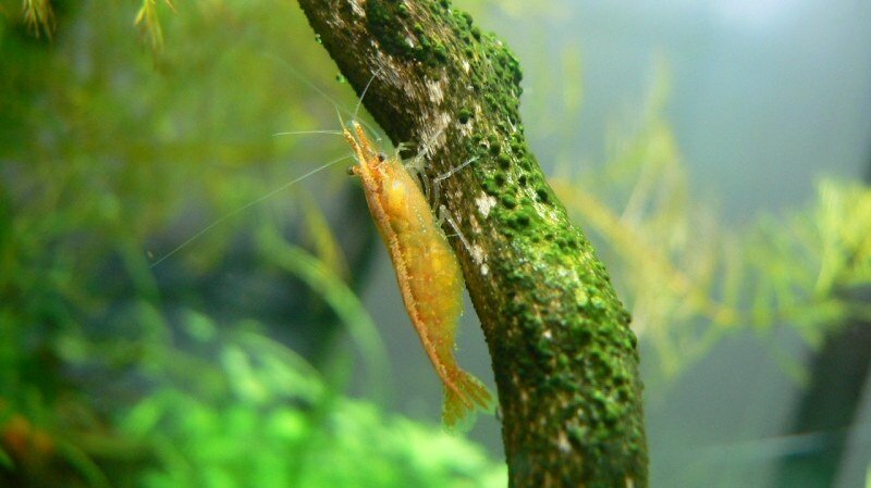 Crevette alpiniste