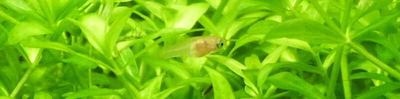 Alevin de Platy