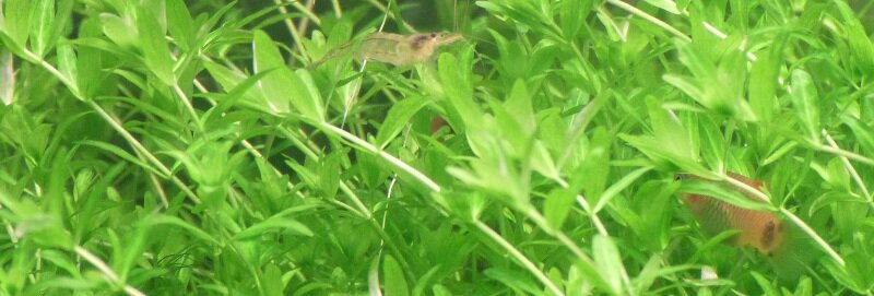 Cohabitation Platy crevette