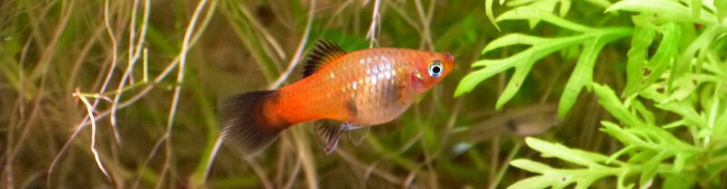 Femelle Platy